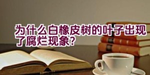 为什么白橡皮树的叶子出现了腐烂现象？