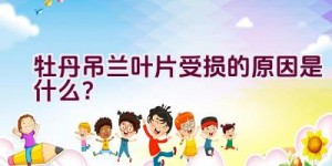 牡丹吊兰叶片受损的原因是什么？