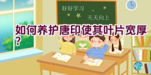 如何养护唐印使其叶片宽厚？