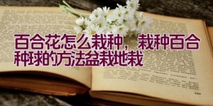 百合花怎么栽种，栽种百合种球的方法（盆栽+地栽）