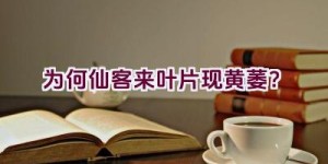 为何仙客来叶片现黄萎？