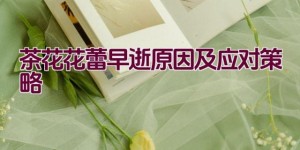 茶花花蕾早逝原因及应对策略