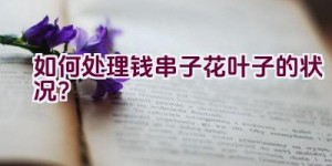 如何处理钱串子花叶子的状况？