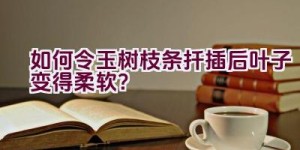 如何令玉树枝条扦插后叶子变得柔软？