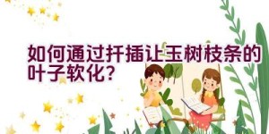 如何通过扦插让玉树枝条的叶子软化？