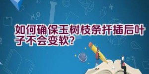 如何确保玉树枝条扦插后叶子不会变软？