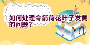 如何处理令箭荷花叶子发黄的问题？