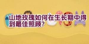 山地玫瑰如何在生长期中得到最佳照顾？