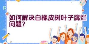 如何解决白橡皮树叶子腐烂问题？