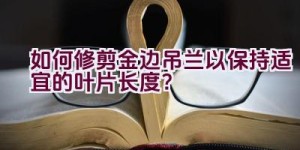 如何修剪金边吊兰以保持适宜的叶片长度？