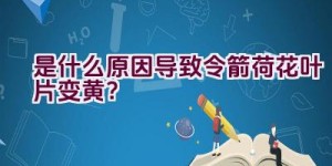 是什么原因导致令箭荷花叶片变黄？