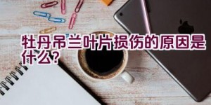 牡丹吊兰叶片损伤的原因是什么？