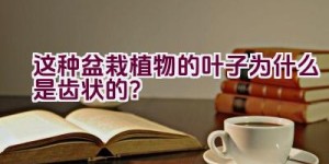 这种盆栽植物的叶子为什么是齿状的？