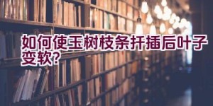 如何使玉树枝条扦插后叶子变软？