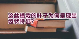 这盆植栽的叶子为何呈现出齿状特征？