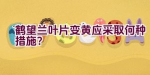 鹤望兰叶片变黄应采取何种措施？