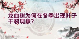 龙血树为何在冬季出现叶子干裂现象？