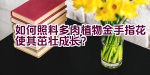 “如何照料多肉植物金手指花使其茁壮成长？”