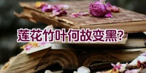 莲花竹叶何故变黑？