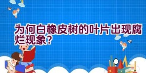 为何白橡皮树的叶片出现腐烂现象？