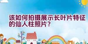 该如何拍摄展示长叶片特征的仙人柱照片？