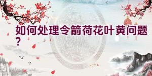 如何处理令箭荷花叶黄问题？