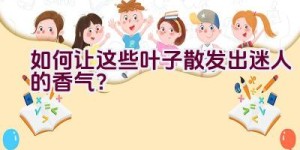 如何让这些叶子散发出迷人的香气？