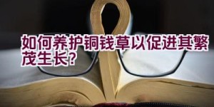 如何养护铜钱草以促进其繁茂生长？