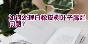 如何处理白橡皮树叶子腐烂问题？