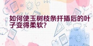 如何使玉树枝条扦插后的叶子变得柔软？