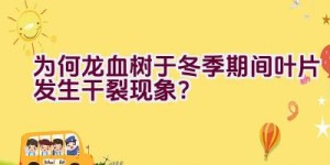 为何龙血树于冬季期间叶片发生干裂现象？