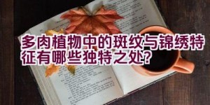 多肉植物中的斑纹与锦绣特征有哪些独特之处？