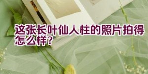 这张长叶仙人柱的照片拍得怎么样？