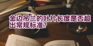 金边吊兰的叶片长度是否超出常规标准？