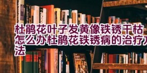 杜鹃花叶子发黄像铁锈干枯怎么办（杜鹃花铁锈病的治疗方法）