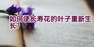 如何使长寿花的叶子重新生长？