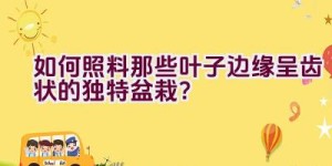 如何照料那些叶子边缘呈齿状的独特盆栽？