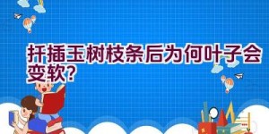 扦插玉树枝条后为何叶子会变软？