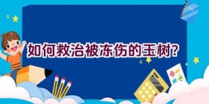 如何救治被冻伤的玉树？