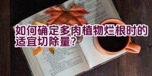 如何确定多肉植物烂根时的适宜切除量？