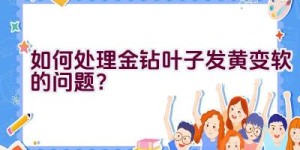 如何处理金钻叶子发黄变软的问题？