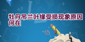 牡丹吊兰叶缘受损现象原因何在