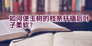 如何使玉树的枝条扦插后叶子柔软？