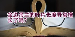 金边吊兰的叶片长度异常增长了吗？