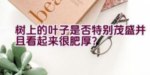 树上的叶子是否特别茂盛并且看起来很肥厚？