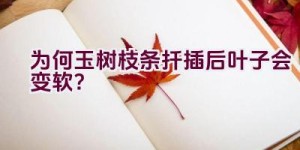 为何玉树枝条扦插后叶子会变软？