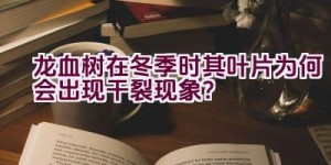 龙血树在冬季时其叶片为何会出现干裂现象？