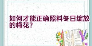 如何才能正确照料冬日绽放的梅花？