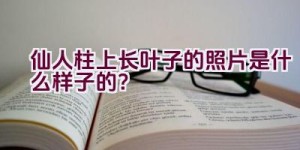 仙人柱上长叶子的照片是什么样子的？