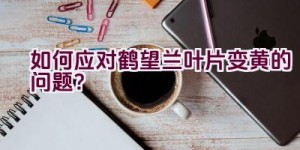 如何应对鹤望兰叶片变黄的问题？